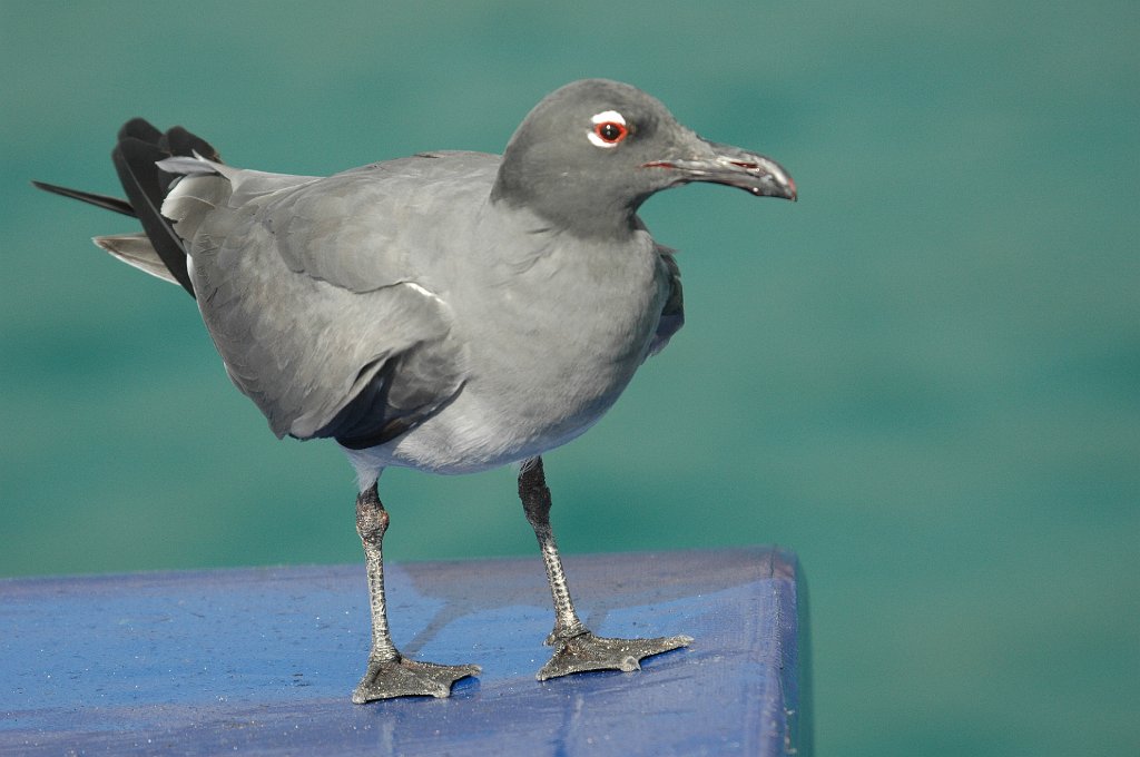 Gull, Lava, 2004-11045825.JPG - Lava Gull, Galapagos, 2004